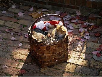 《巫师3》官方MOD编辑器要来了 2024年免费发布