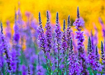 GTAOL夜总会所有者可享双倍收入奖励及更多内容